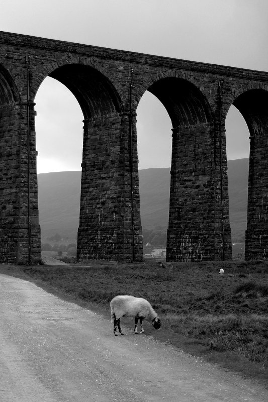 Ribblehead Sheep